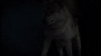 Coyotes