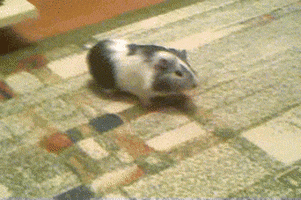 guinea pigs dancing GIF by Cheezburger