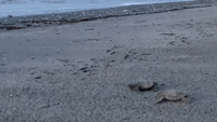 Rare White Turtle Hatchling Crawls to the Ocean on South Carolina Beach