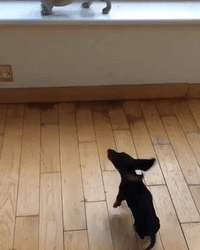 Mini-Dachshund Puppy Just Wants to Play