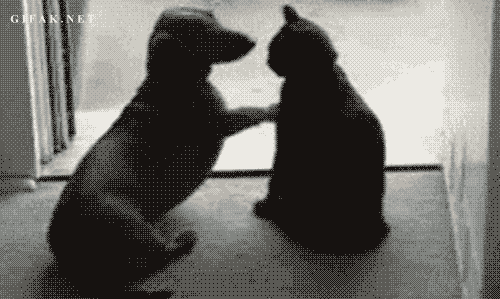 stop it cat and dog GIF