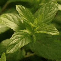 Good Morning Flowers GIF by TRT