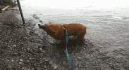 dog puppy GIF by Much