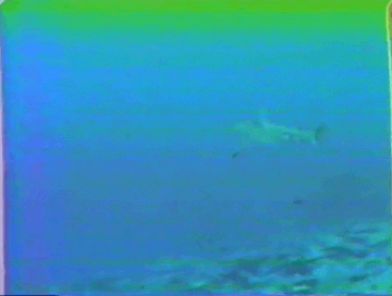 Vhs Glitch GIF