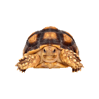 Avonturia funny animal kids old Sticker