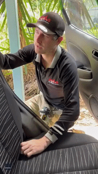 Snake Catcher Removes Carpet Python From Car's Headrest