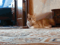 taringa GIF