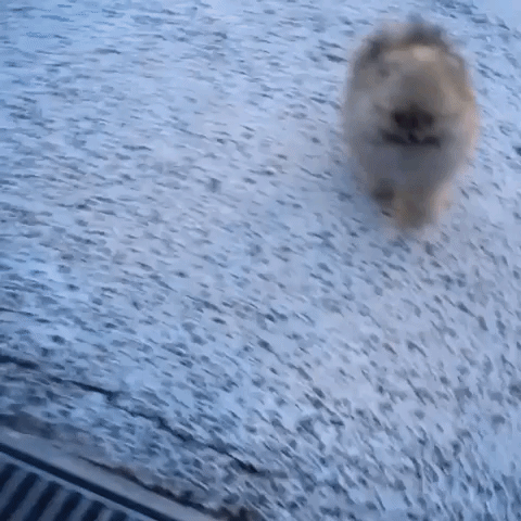 Adorable Tiny Pomeranian Learns to Leap Across Terrifying Gap
