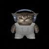 Cat Rocking Out GIF by POST-WEB