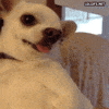 Angry Dog Turds GIF