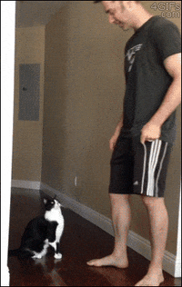 Cat Hug GIF