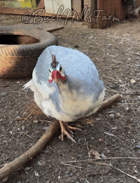 Guinea Fowl Funny Bird GIF by Buck Hills Farm