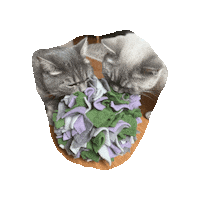 Katzenspielzeug Sticker by Pawcordbyfranzi