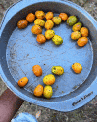 Fruit GIF