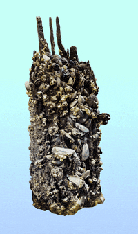 NewtownCreekAlliance water nyc queens wildlife GIF