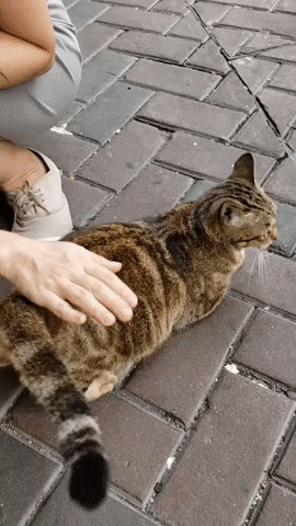 onthewings cat 深水埗 sham shui po GIF
