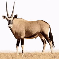 Animal Care Pakistan GIF by Al-Maha Agricultural Co.