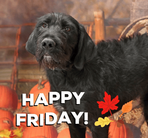 Digital art gif. Dark gray scruffy dog photo superimposed over an autumnal farm backdrop, with a fence and pumpkins, with fall-leaf clipart and flowy block text that reads "Happy Friday!"
