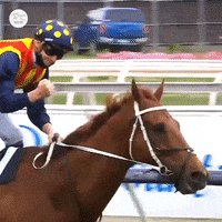 Sport Winner GIF by World Horse Racing