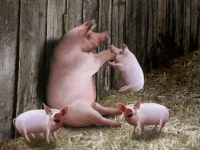 pig ballon GIF