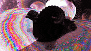 MumuSickles  GIF