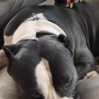 Toddler Shares Adorable Bond With Pitbull Pets