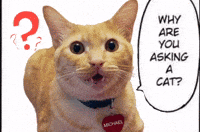 Cute Cat GIF