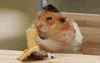 hamster love GIF