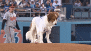 Los Angeles Dodgers Sport GIF by MLB