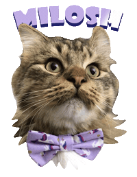 Cat Kitty Sticker