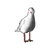 Bird Seagull Sticker