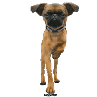 brussels griffon dance Sticker by MISO PUP