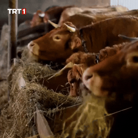 Hungry Cow GIF by TRT