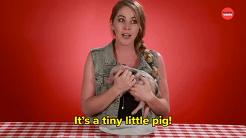 It's a Tiny Pig