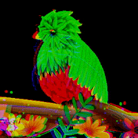 yuemagui flores ilustracion aves yuems GIF