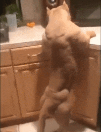 protein GIF