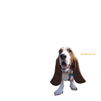 APCCVET dog puppy basset hound apcc Sticker