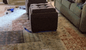Dog Lol GIF by America's Funniest Home Videos
