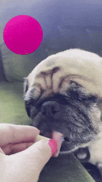 Dog Love GIF