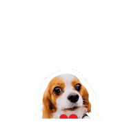 Cavalierkingcharlesspaniel Sticker