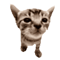 Cat Sticker