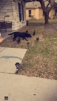 Dog Frozen to the Spot After Seeing Halloween Black Cat Decorations