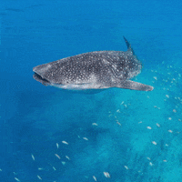 Whale Shark Ocean GIF by Blue Marine Foundation