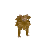 Wolf Collections Sticker