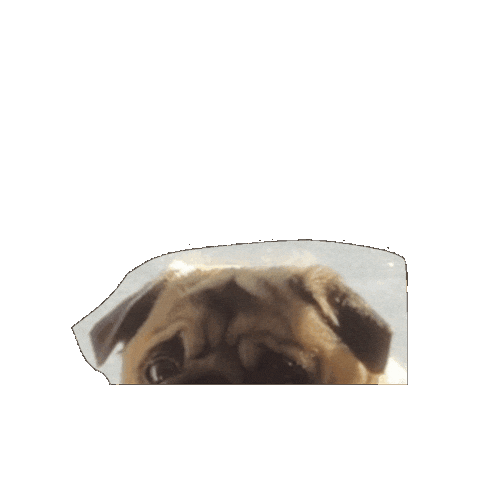 FrankieDoesNY no nope pug unimpressed Sticker