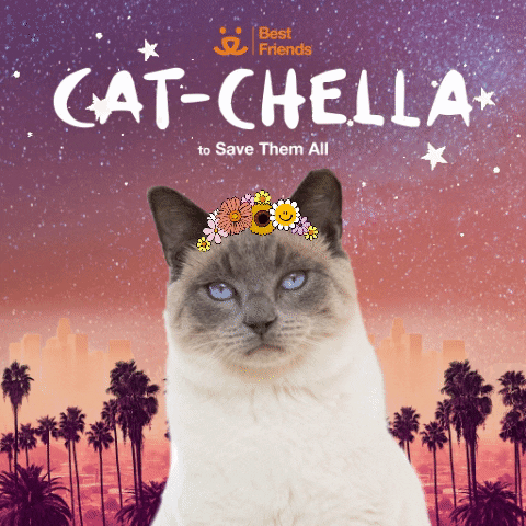 bestfriends cat cute festival sparkle GIF