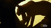 nat geo wild GIF by Savage Kingdom