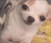 Innocent Dog GIF