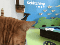 annenbergpetspace dog adoption dog ice cream wallis annenberg petspace dr jj GIF