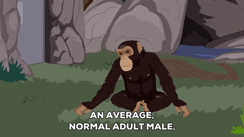 monkey scratching GIF by South Park 